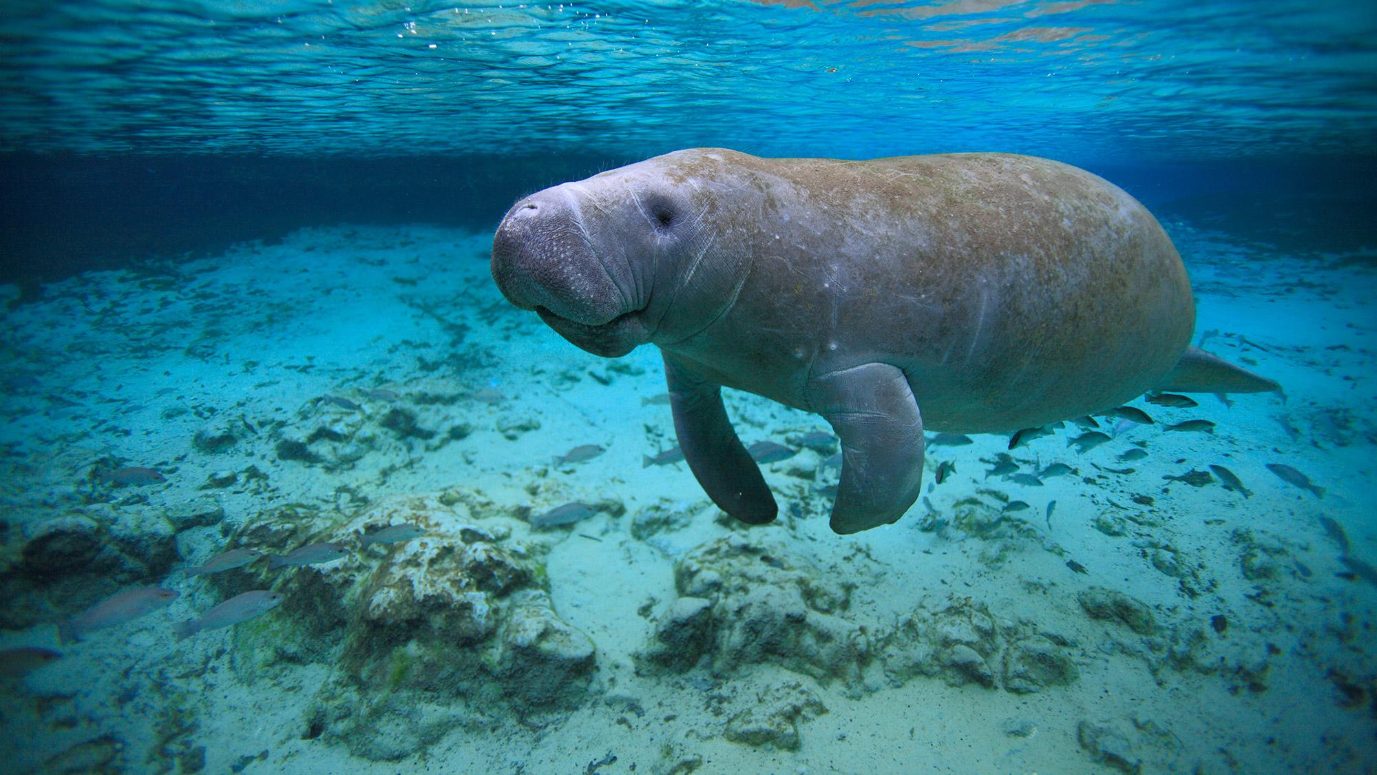 Walrus swimming in water.