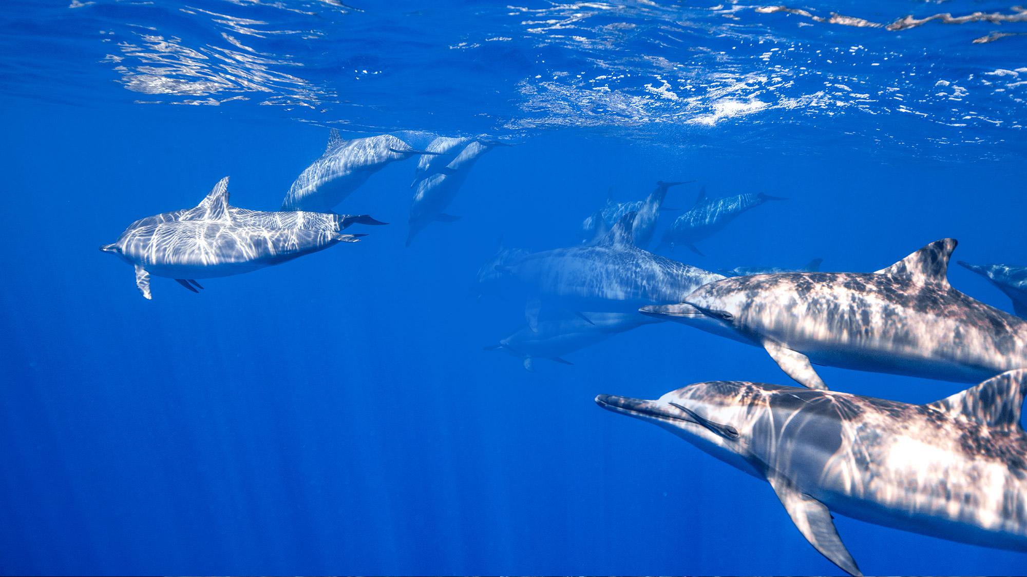 Dolphins swimming in ocean.