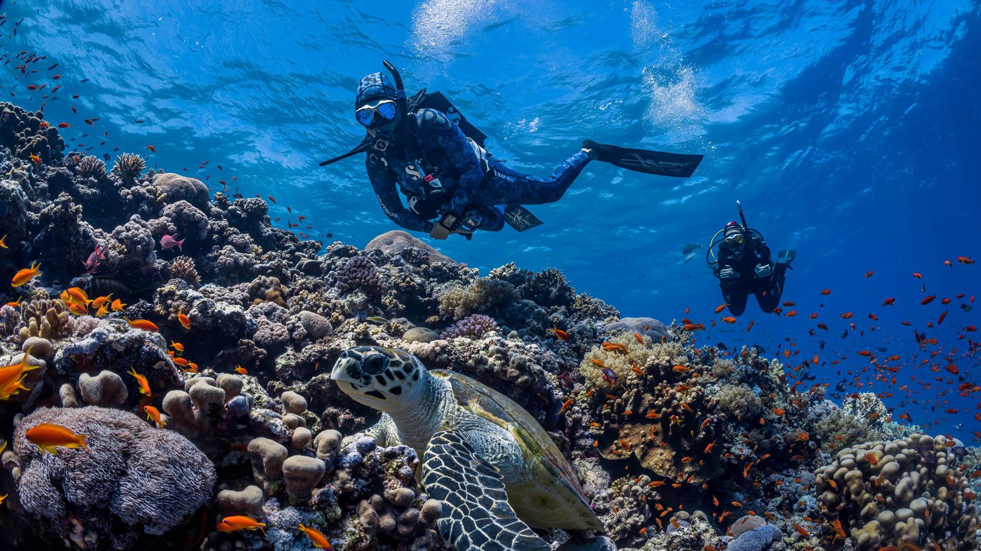a diver hovering above a sea turtle