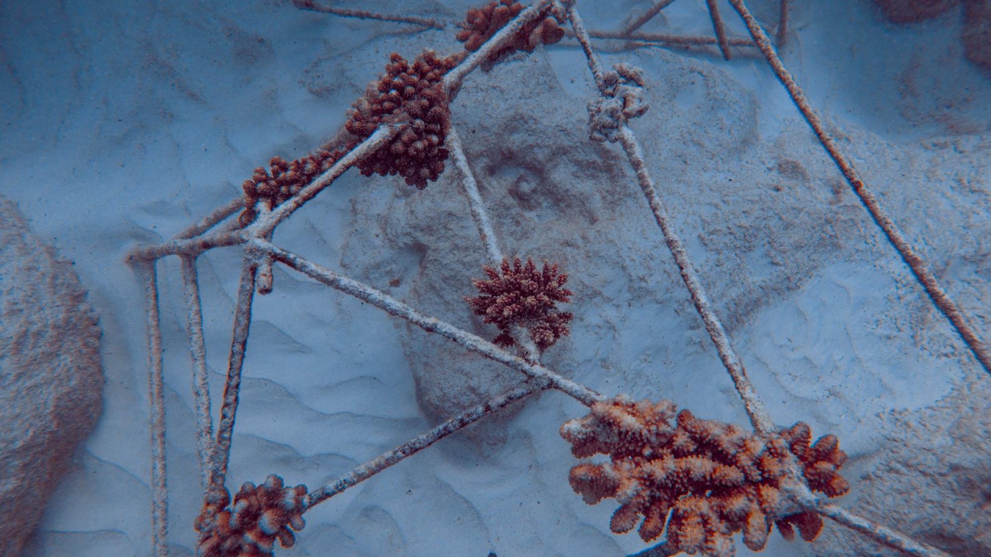 Donor frame damaged by Tongan erruption surge Dive Rarotonga