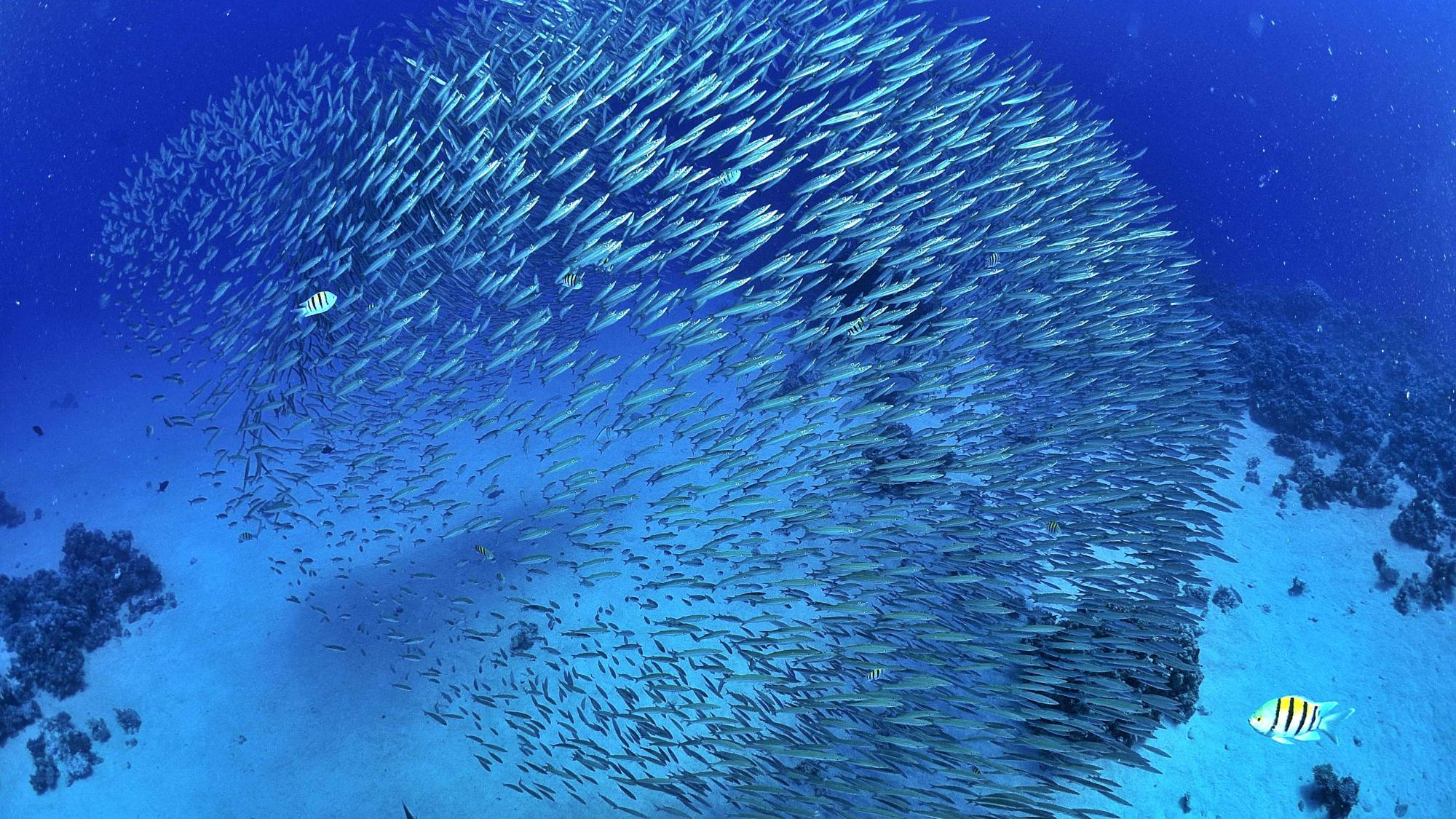 School of fish swimming on the ocean bed.