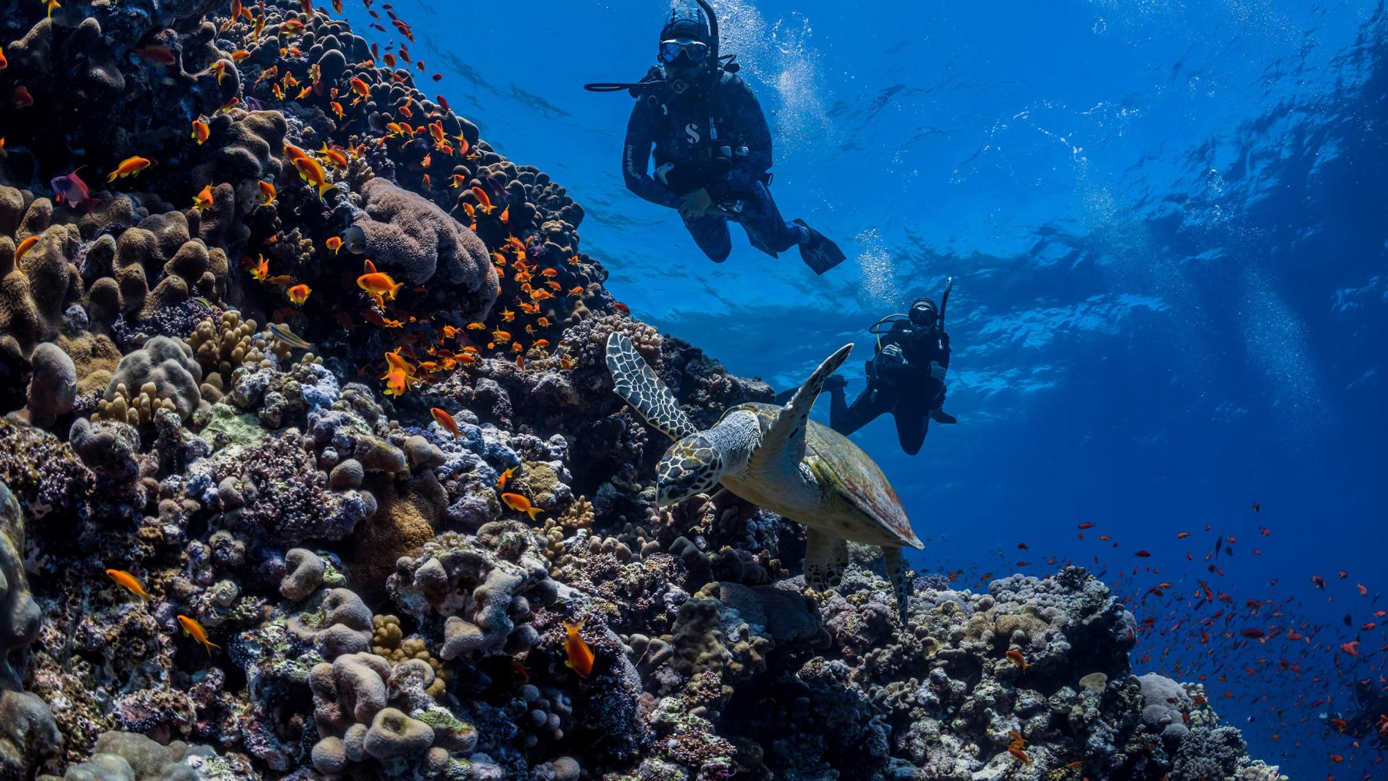 Two divers swimming with a sea turtle.