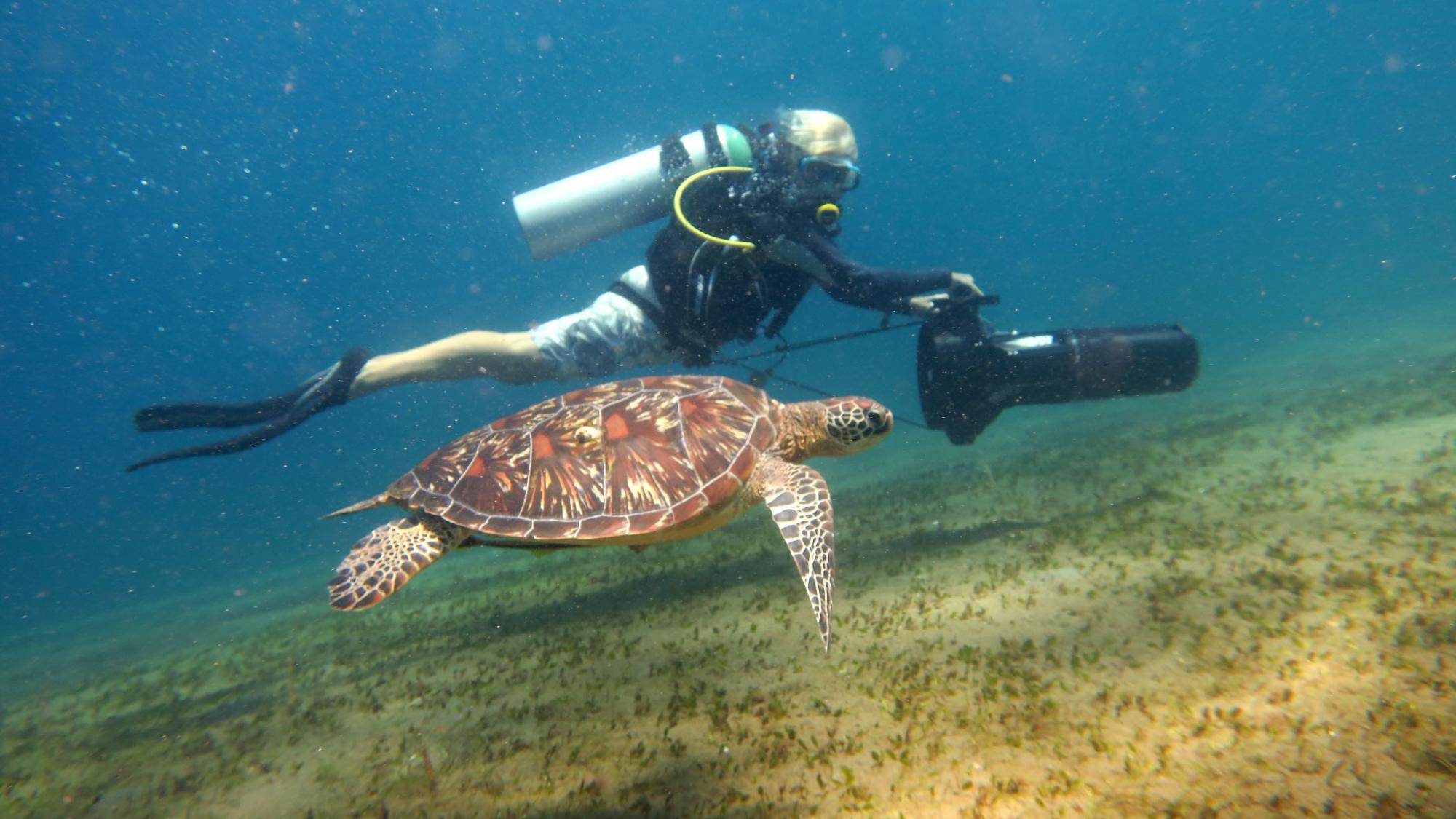 Mike's Dauin Beach Resort - Using DPVs to cover more survey area