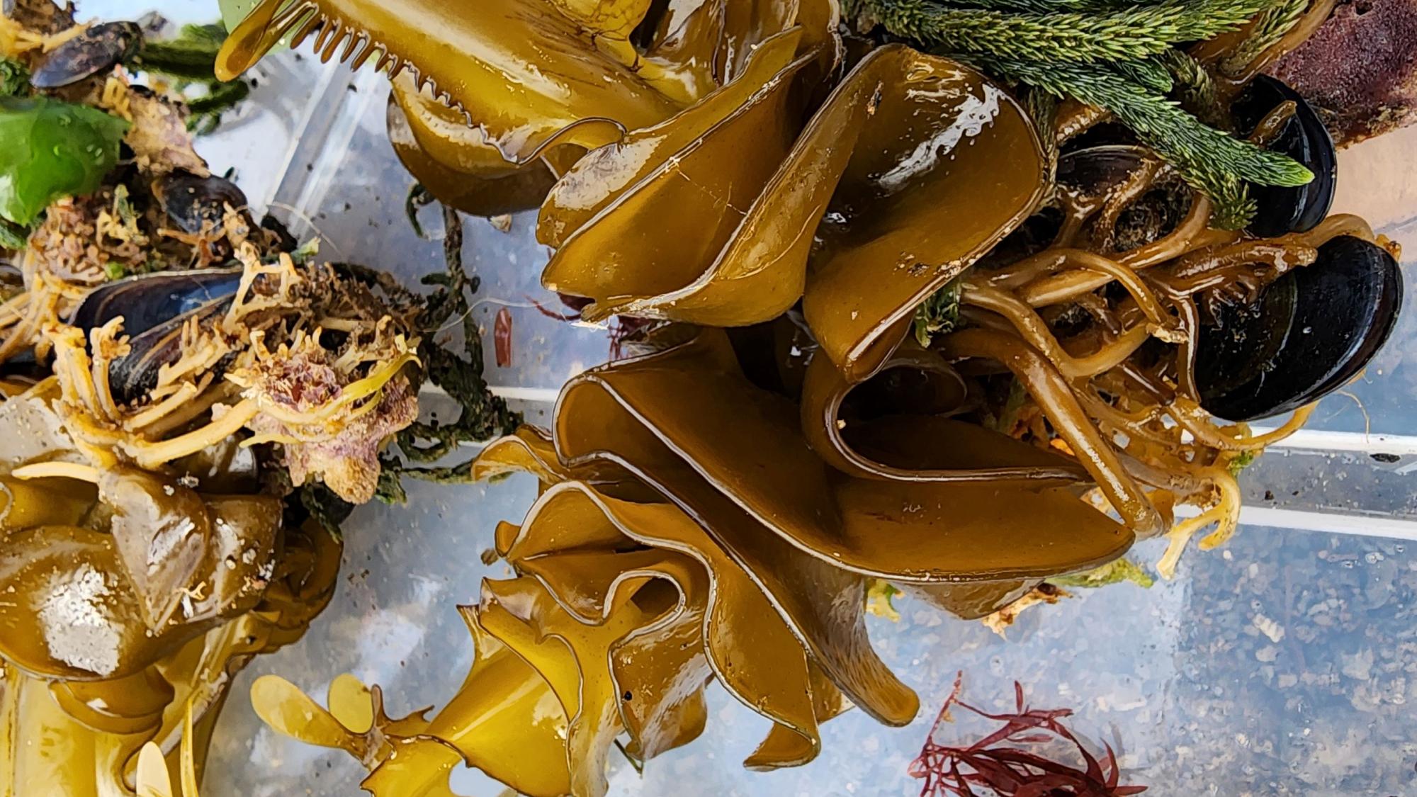 undari are productive organs of plant