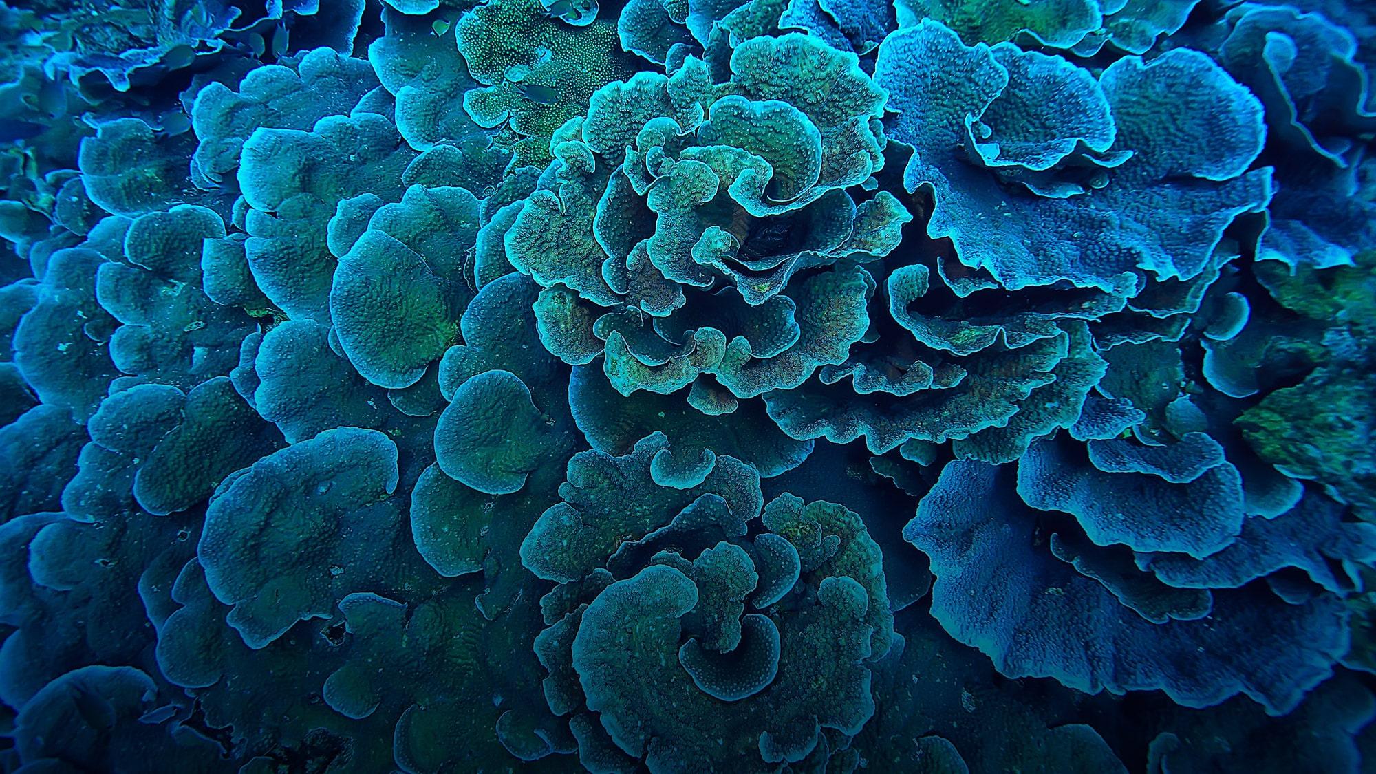 A close up shot of corals.