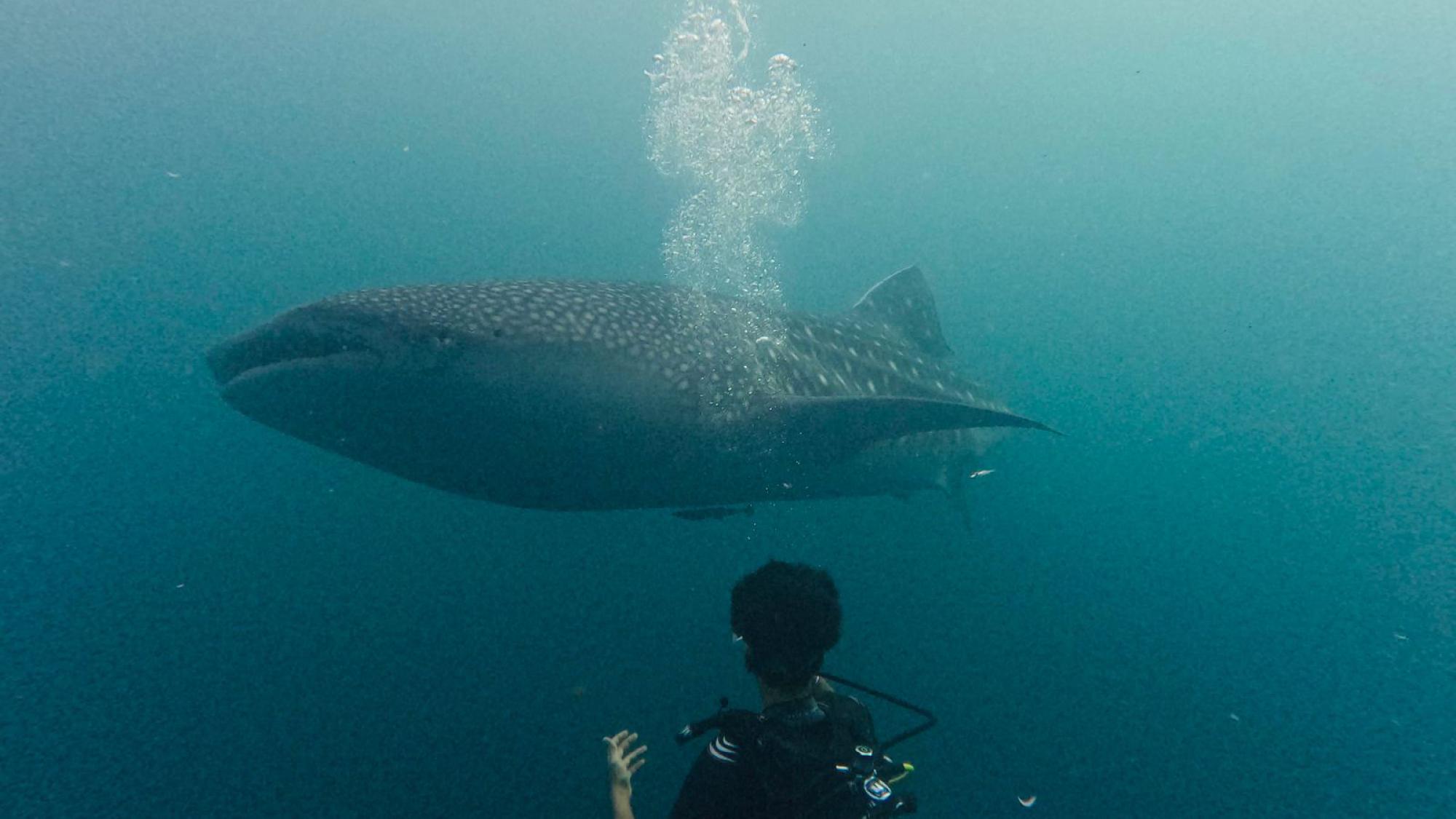 Aarav for PADI Junior AmbassaDivers