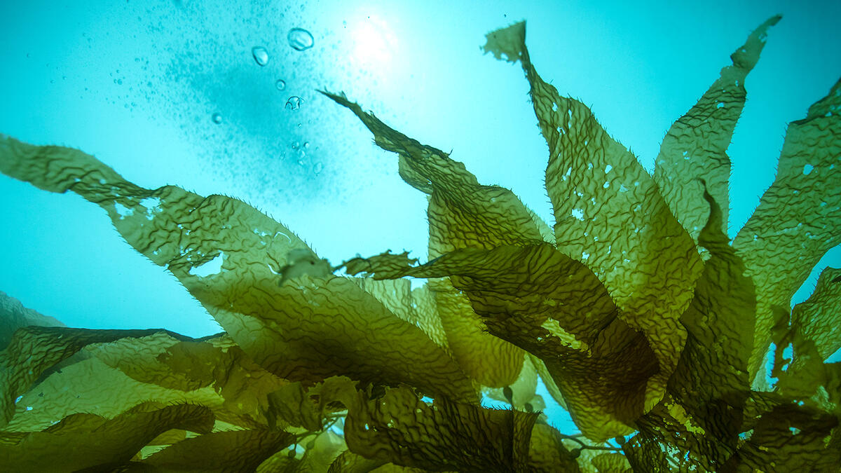 Kelp Hero