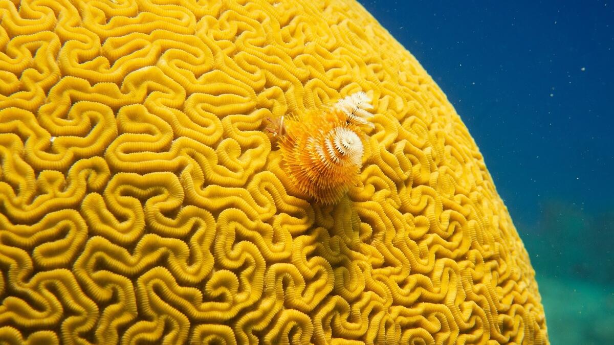 Coral