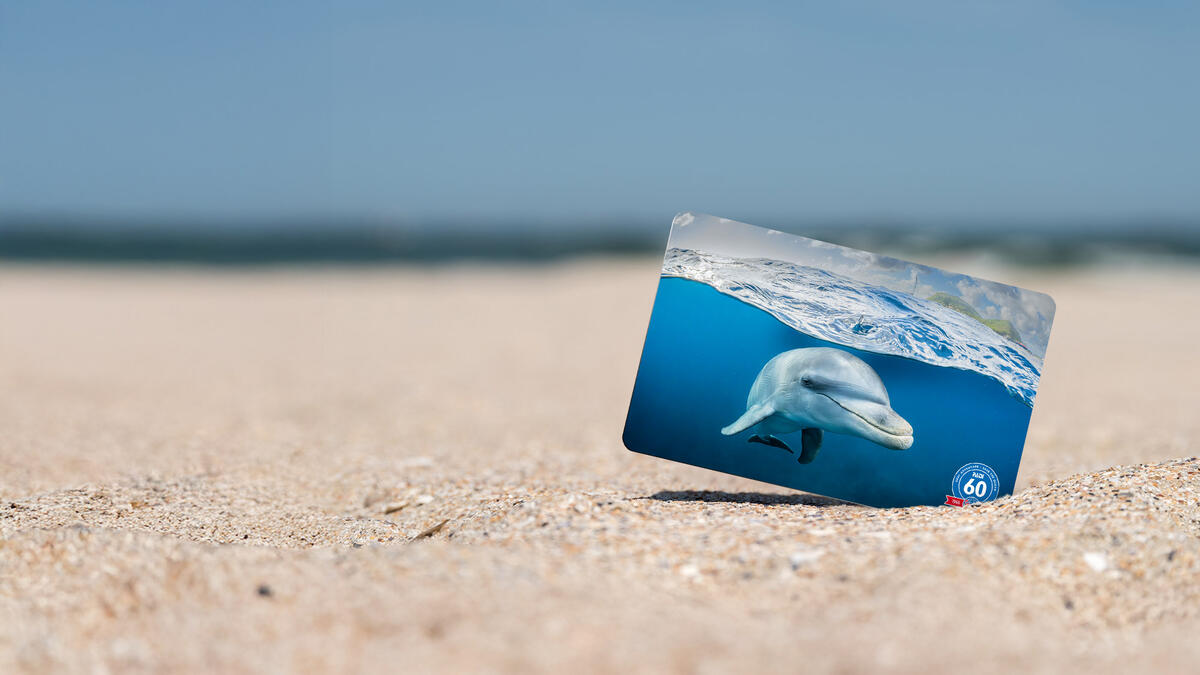 Dolphin cert card