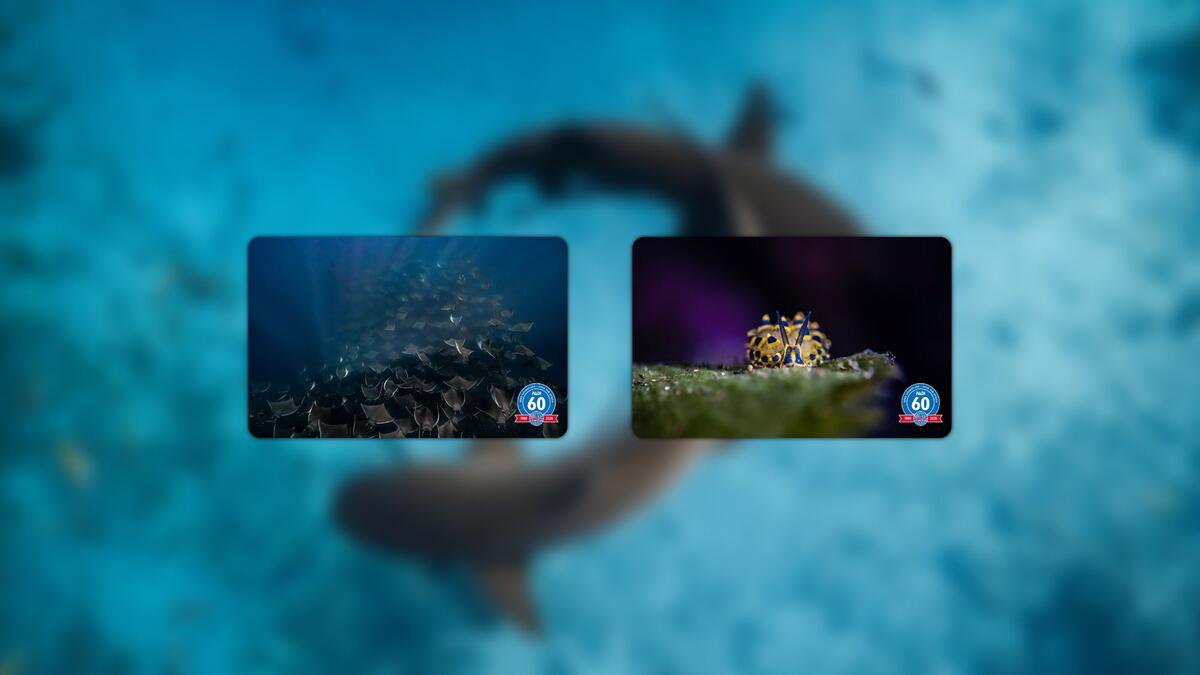 Two certification cards featuring a nudibranch and a school of rays