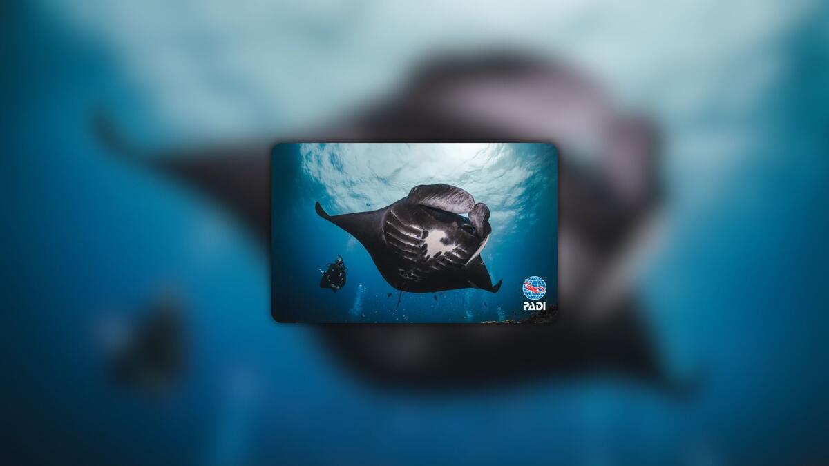 Certification card featuring a black manta ray