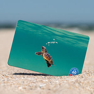 Die Ocean Wonders Brevetkartenkollektion ist da!