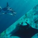 Protezione di squali e razze