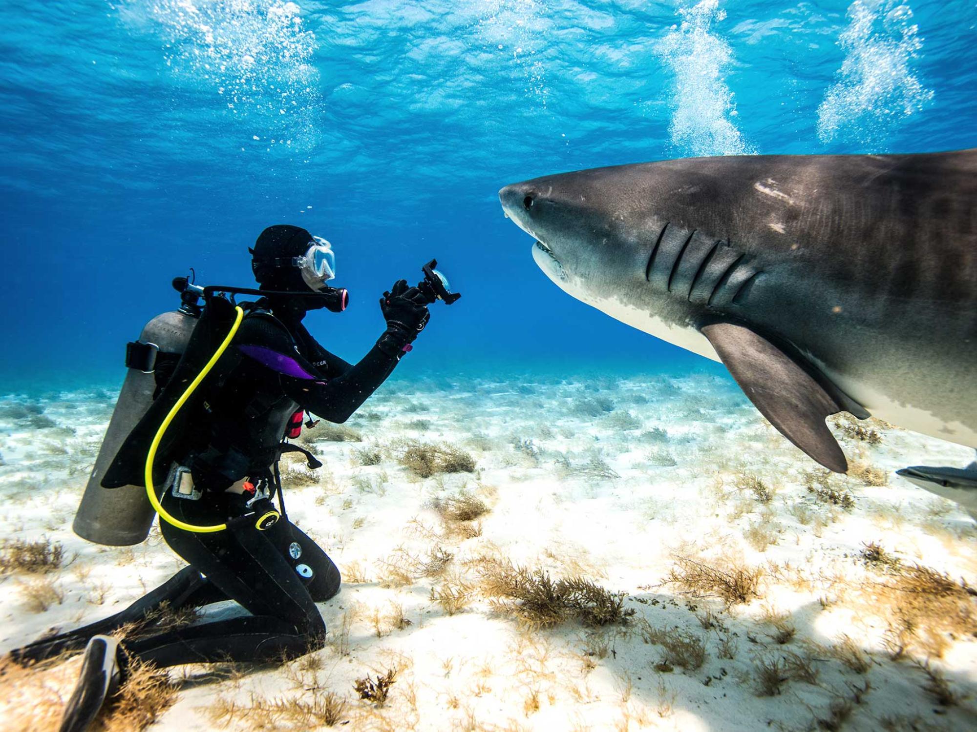 PADI Conservation - What does a healthy ocean look like?