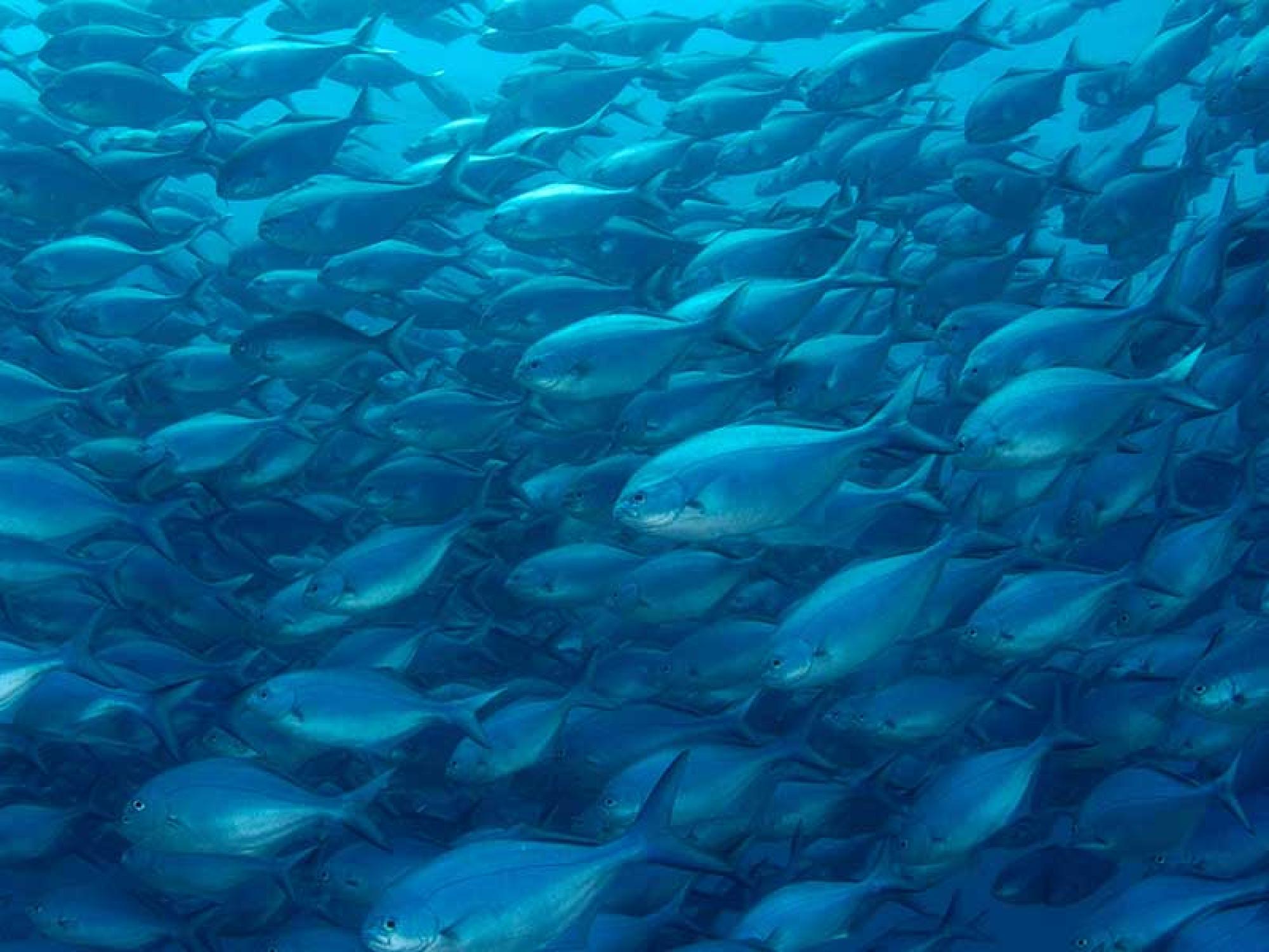 PADI Exploration - Experience the extraordinary